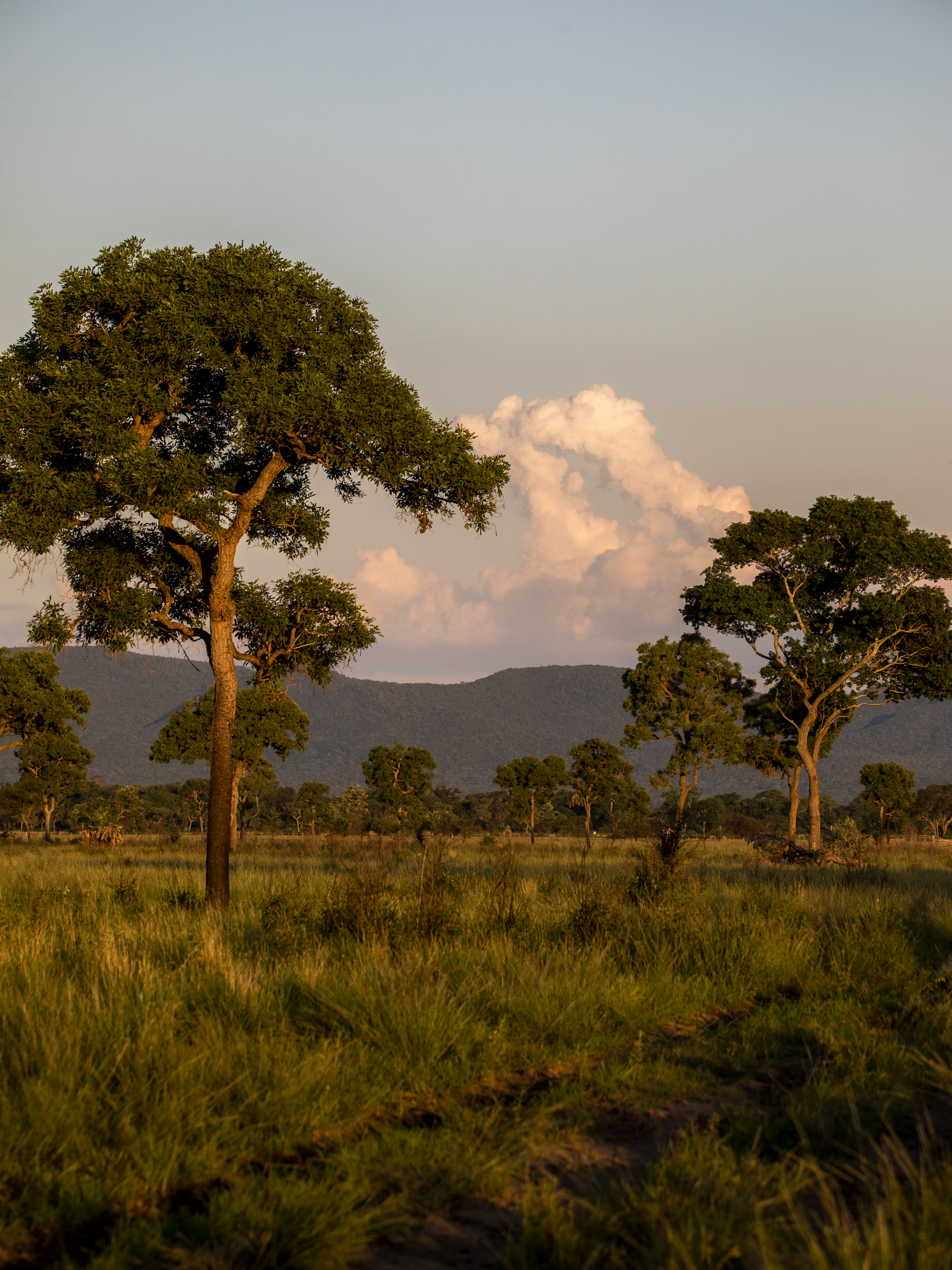 Bosque de Transición