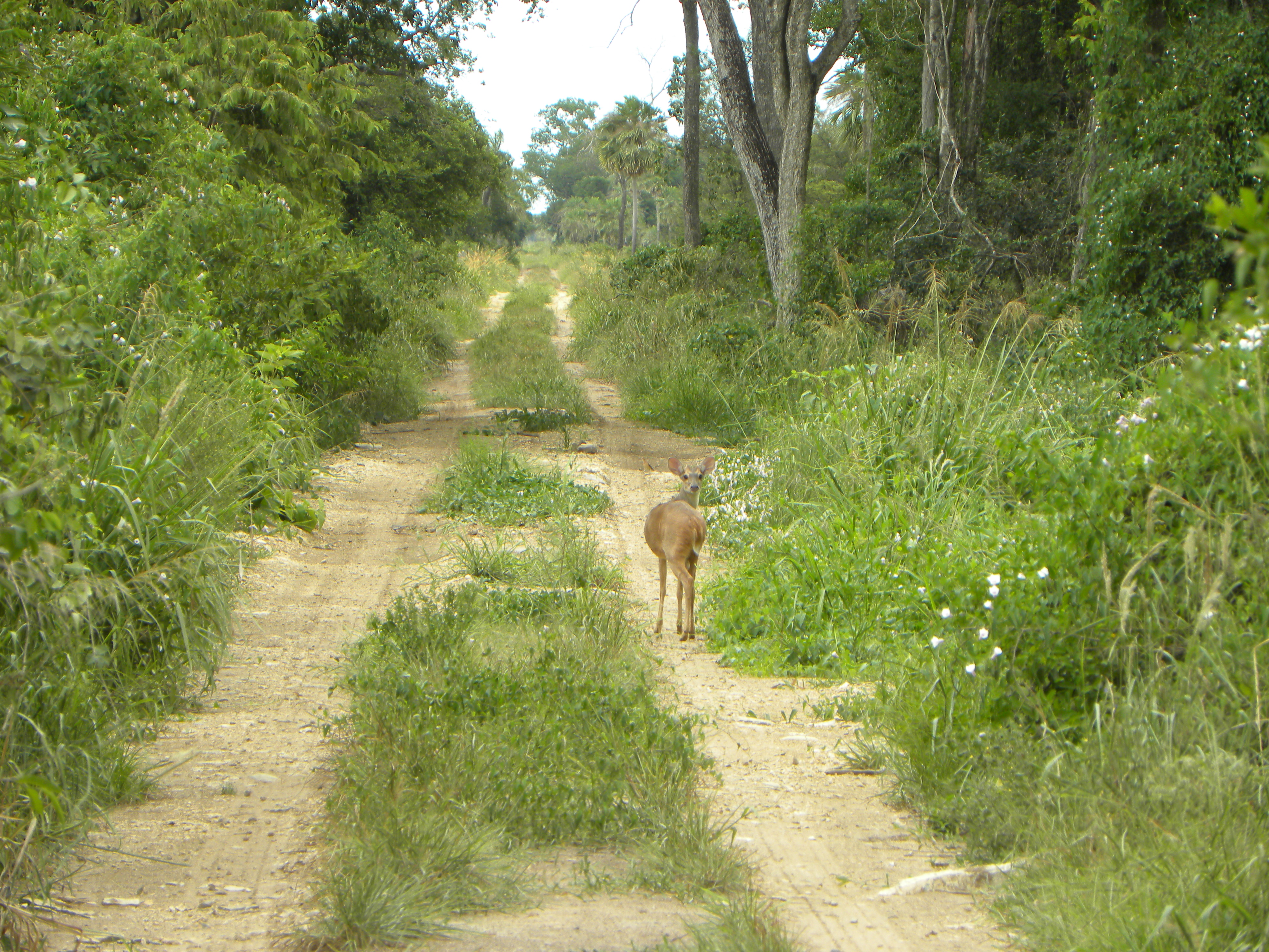 Bosque Subhúmedo